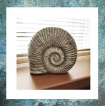 schelp-sier urn-mini urn-ammonite-ammoniet-polystone